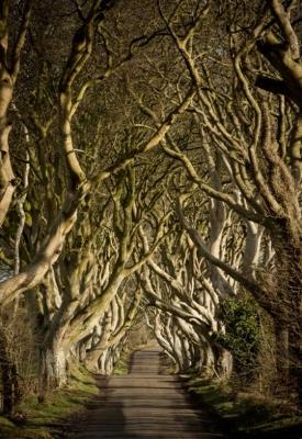 Dark Hedges