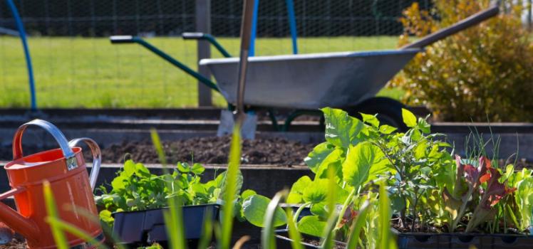 plants growing, watering can, spade and wheelbarrow in an allotment